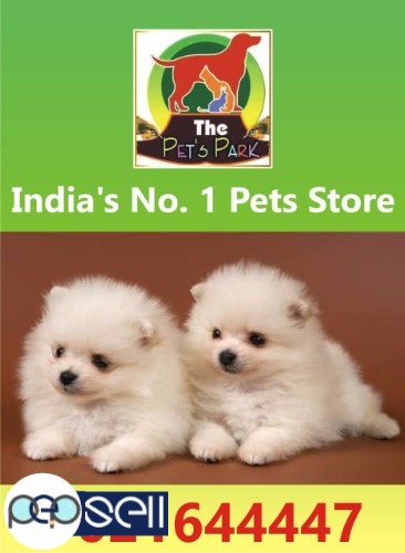 DOGS PUPPIES AND PERSIAN KITTEN 9021644447 2 