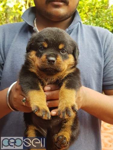 high quality rotweiler certified puppies 3 