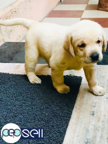 Labrador puppy for sale at Edappally 0 