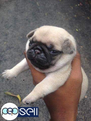 KCI Certified Pug Puppies for sale in Kottayam 0 