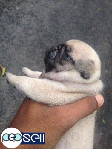 KCI Certified Pug Puppies for sale in Kottayam 1 