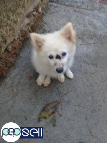3 month old Pomeranian dog male for sale  0 