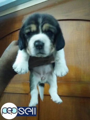 Show quality beagle female pup's 0 