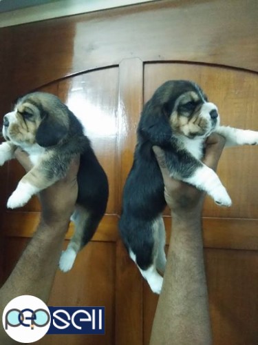 Show quality beagle female pup's 1 