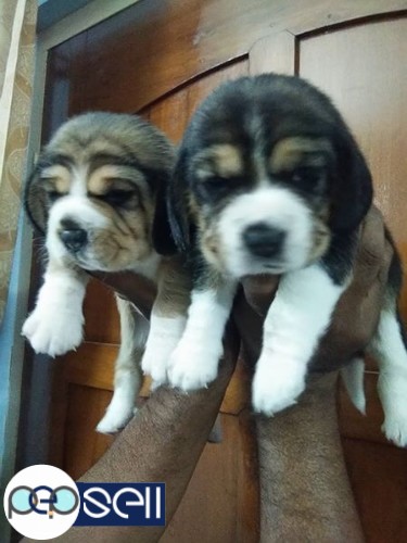 Show quality beagle female pup's 2 