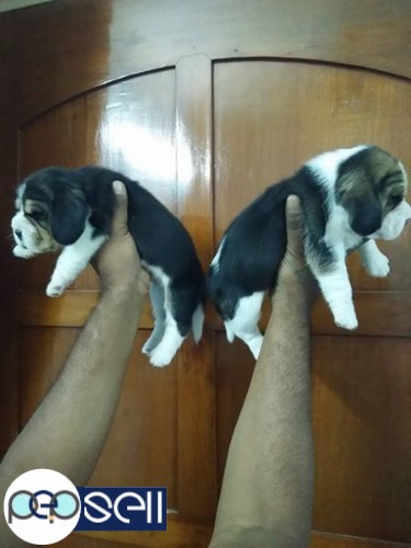 Show quality beagle female pup's 3 