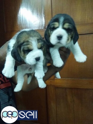 Show quality beagle female pup's 4 