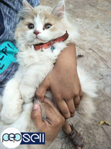 Persian cat for sale in Kannur 0 