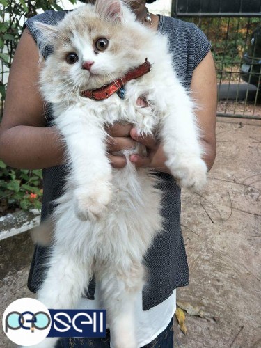 Persian cat for sale in Kannur 1 