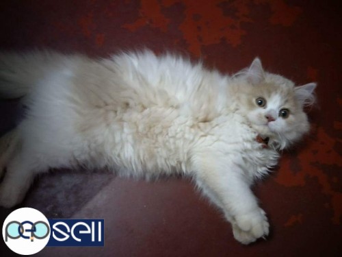 Persian cat for sale in Kannur 3 