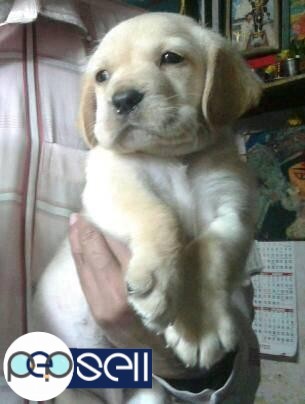 SHOW QUALITY LAB PUPPY AVAILABLE 0 
