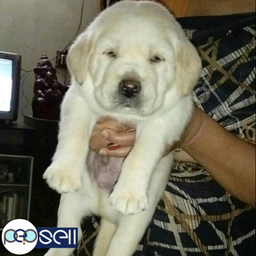 SHOW QUALITY LAB PUPPY AVAILABLE 2 