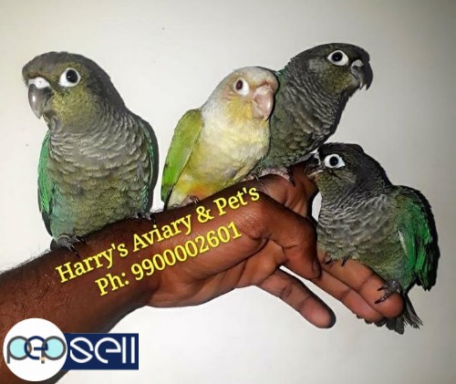 Fully Hand Tamed Conure Species 0 