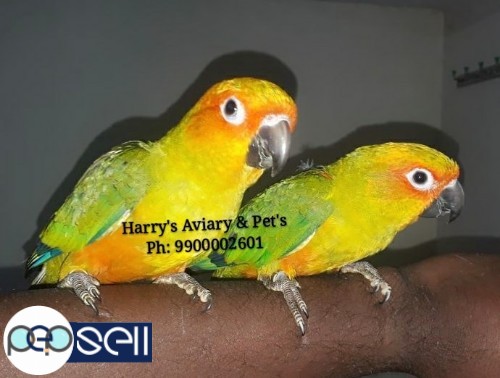 Fully Hand Tamed Conure Species 1 