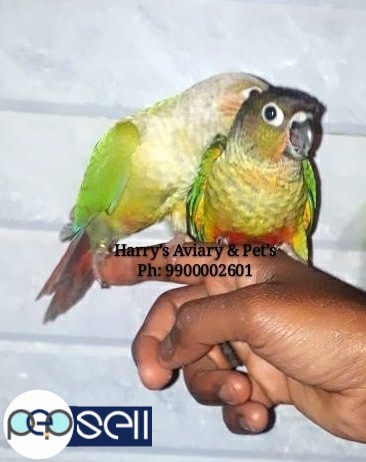 Fully Hand Tamed Conure Species 2 