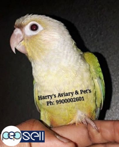 Fully Hand Tamed Conure Species 3 