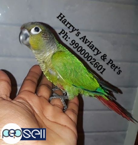 Fully Hand Tamed Conure Species 4 