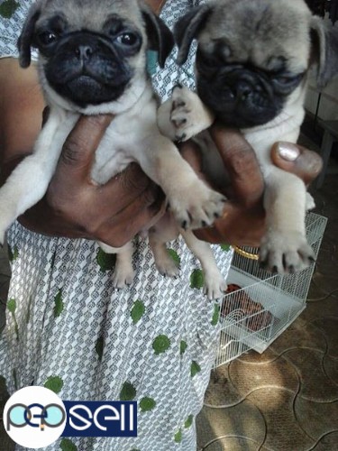 Pug puppies for sale at Kottayam 0 