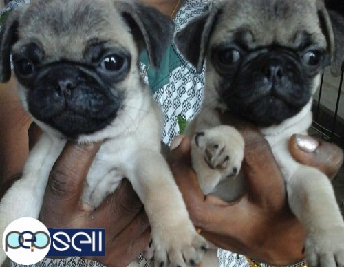 Pug puppies for sale at Kottayam 1 