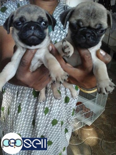 Pug puppies for sale at Kottayam 2 
