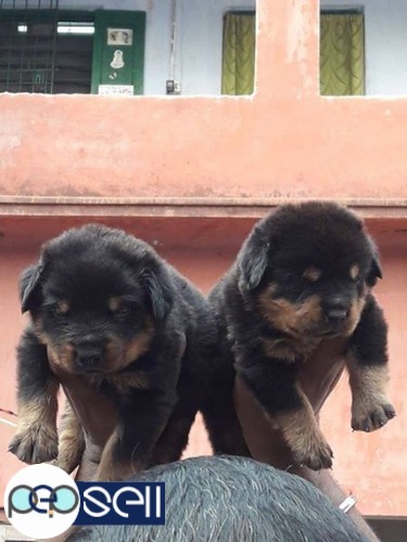 Excellent quality Rottweiler male female puppy available 0 