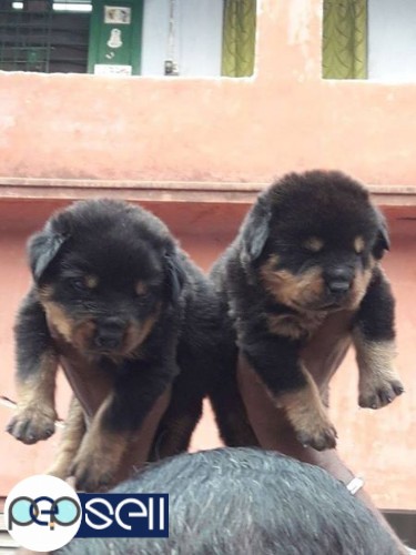 Excellent quality Rottweiler male female puppy available 1 