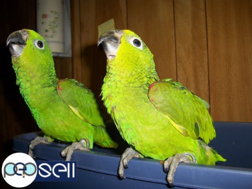  Fully tame and healthy parrots available,whatsapp : +12486625079 2 