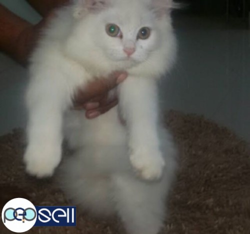 White female Persian kitten 0 