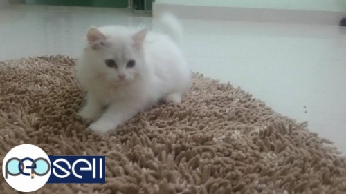 White female Persian kitten 1 