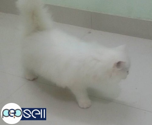 White female Persian kitten 3 