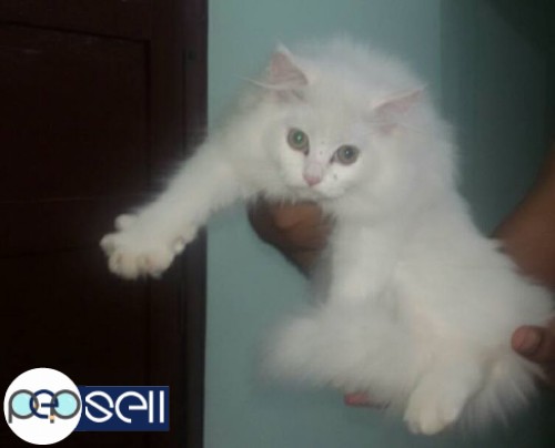 White female Persian kitten 4 
