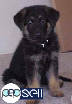 Show quality gsd puppy available 1 