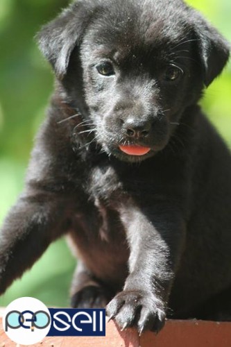 SUPER ENERGETIC quality champion lienage lab puppy for sale  0 