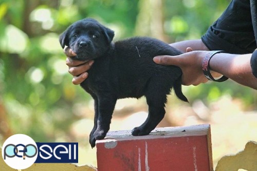 SUPER ENERGETIC quality champion lienage lab puppy for sale  1 