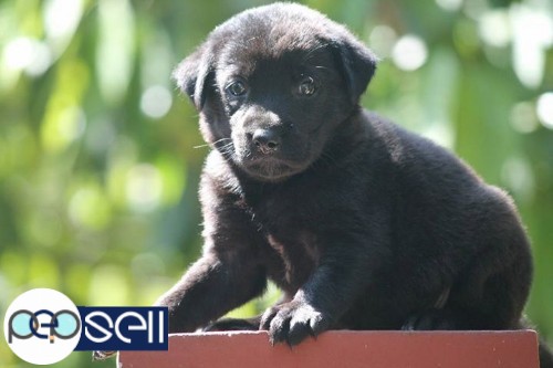 SUPER ENERGETIC quality champion lienage lab puppy for sale  3 