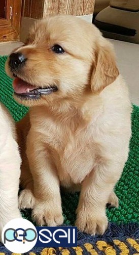 Golden Retriever puppy for sale 1 