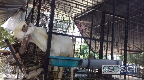 Jamna pyari and malabari goats for sale in alleppey  0 