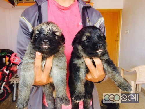 King Shepherd puppies available for sale 0 