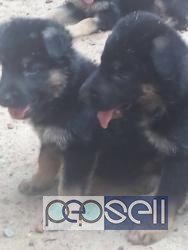 German Shepherd puppies for sale in Karunagappally 1 
