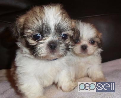Trust Kennel ShihTzu Pups Available in New Delhi 0 