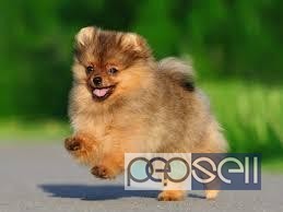Toy Pom Looking BooDog Pups For Sale Trust Pets in Delhi 1 