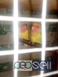 Lutino adult pair for sale in Bangalore 0 