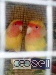 Lutino adult pair for sale in Bangalore 1 