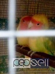 Lutino adult pair for sale in Bangalore 2 