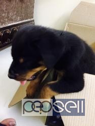 Rottweiler male puppy for sale in Bangalore 0 
