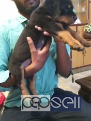 Rottweiler male puppy for sale in Bangalore 1 