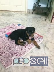 Rottweiler male puppy for sale in Bangalore 2 
