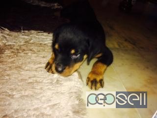Rottweiler male puppy for sale in Bangalore 3 