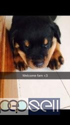 Rottweiler male puppy for sale in Bangalore 4 