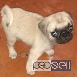Pug Puppy for sale in Chennai 0 